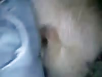 Dog anal sex with pants on