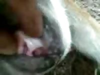 White dog got used as animal sex toy