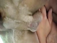 Gay got fucked by animal sex toy