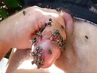 Insect porn on a pink dick