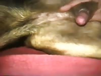 Man jacking off a dog with furry cock