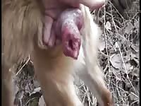 Big dog dick got jacked off