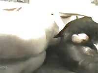 Ohknotty dog sex with a black k9