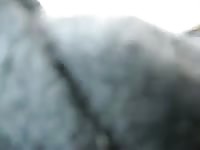 White dog orgasm after sex