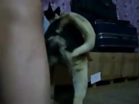 Dog gives blowjob before sex