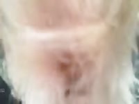 Outdoor dog sex with furry pet