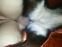 Dog's zoopussy got smashed hard