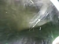 Gay beastiality porn in the farm