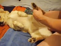 Gay and dog on amateur beastiality