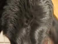 Dog sucking the big cock of beastiality lover