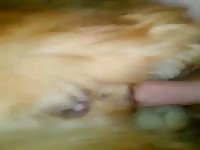 Beastiality lover man roughly fucks a dog