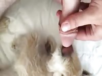 Licking a pink shaved dick forced beastiality