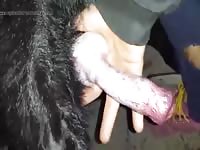 Dog masturbation with beastiality lover