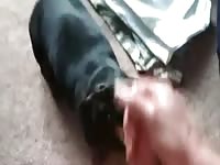 Black dog giving blowjob in the mirror