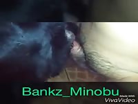 K9 dog sex with gay