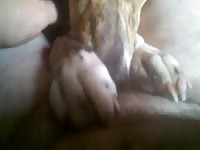 Brown dog gives blowjob to big dick