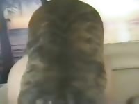 Hot blonde babe got fucked by canine dildo