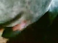 Man jacking off a horse big cock
