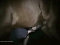 Giant horse dick got sucked on