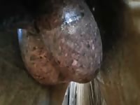 Dog's swollen balls zoophilia videos