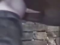 Horse fucking a gay beast