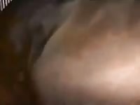 Mare's pussy got smashed in zoo sex tv