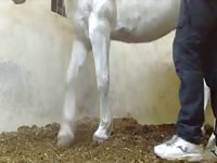 White horse got smashed on zoo xxx