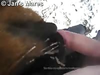 Dog orgasm with a man