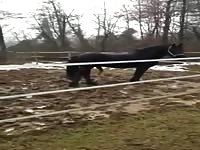 Horses having sex beastiality taboo