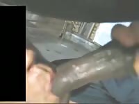 Big horse dick got a blowjob
