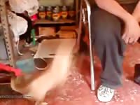 Little dog begging for beastie gal cock