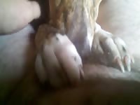 Dog giving blowjob to a big dick