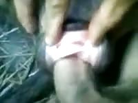 Animal sex toy got smashed hard