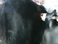 Black dildo bangs a black animal xxx