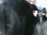 Black animal banged by a black dildo beastiality