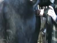Man jacking off a horse pussy