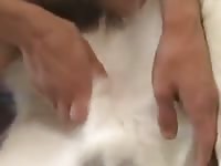 Jacking off a dog's dick on the bed