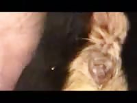 Gay riding a pink cock of a dog xxx