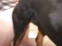 Black k9 fucks his naughty owner