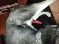 Jacking off a dog's red cock