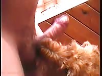 Cute furry dog on pet porn