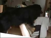 Teen on webcam dog porn