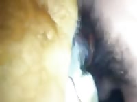 Dog takes on pet porn owner's cock
