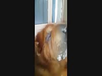 Amateur dog sex with cock sucker