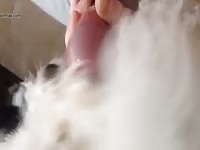 Gay animal sex with furry dog