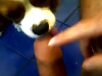 Gay animal sex getting blowjob