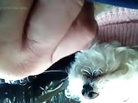 Free beastiality video of gay and dog