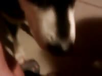 Animal sex dog sucking cock