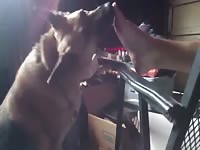Amateur beastiality dog with foot fetish