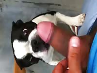 BBC got sucked by dog porno